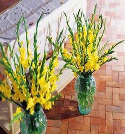 yellow gladiolas